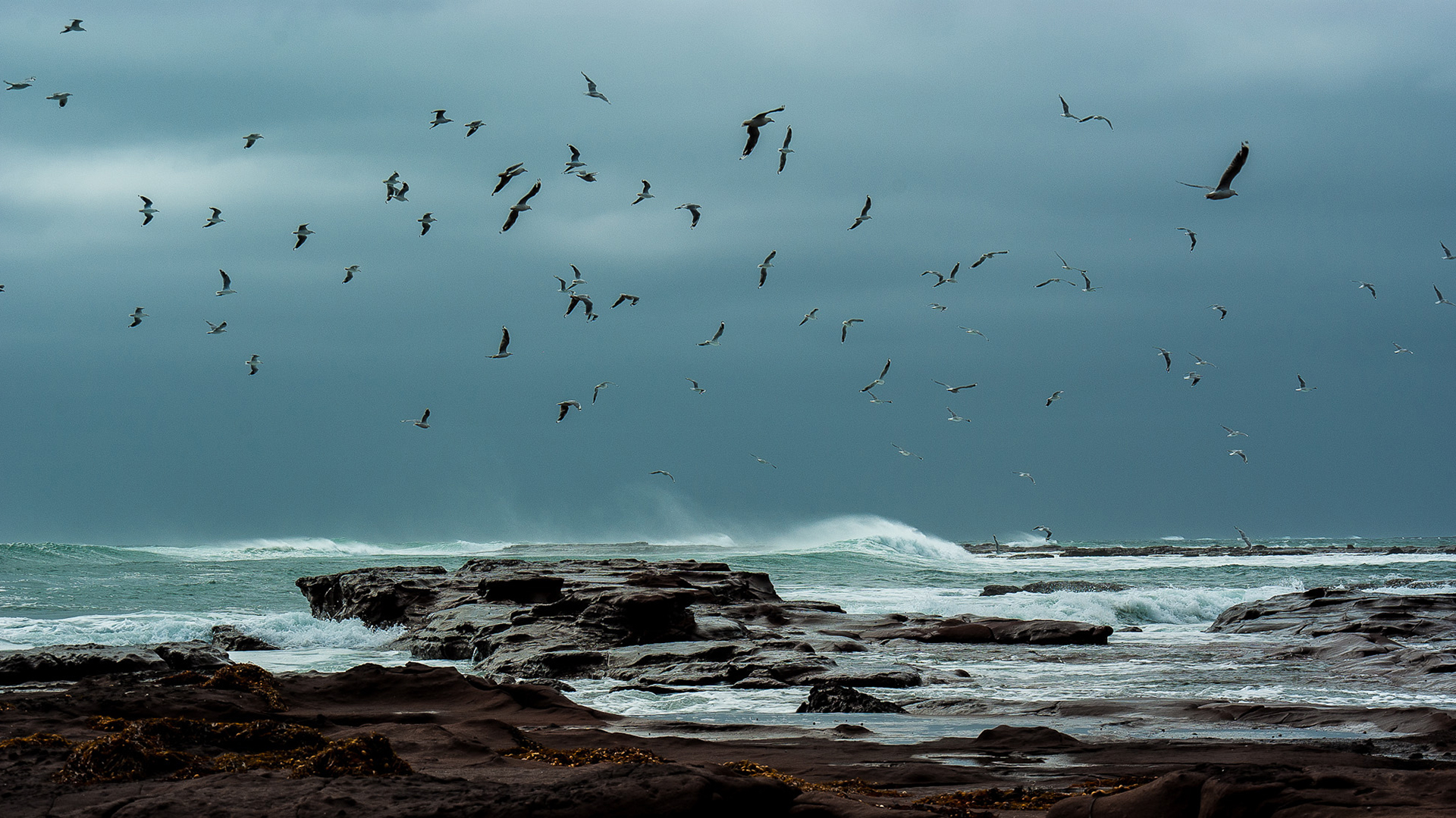 gulls, Nature, Flight, Fly, Ocean, Sea, Waves, Beaches, Storm Wallpaper