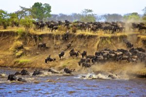 wilde, Africa, Migration, Landscapes, Rivers