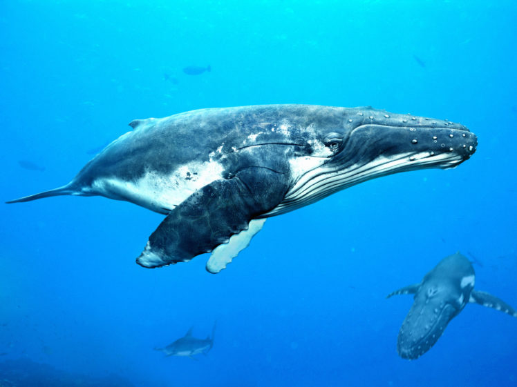 whales, Underwater, Pod, Ocean, Sea HD Wallpaper Desktop Background