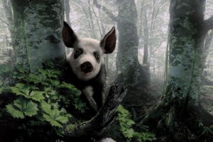 pig, Swine, Nature, Landscapes, Trees, Forest, Woods