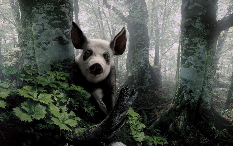 pig, Swine, Nature, Landscapes, Trees, Forest, Woods HD Wallpaper Desktop Background