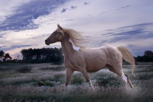 horse, Animal, Art, Painting