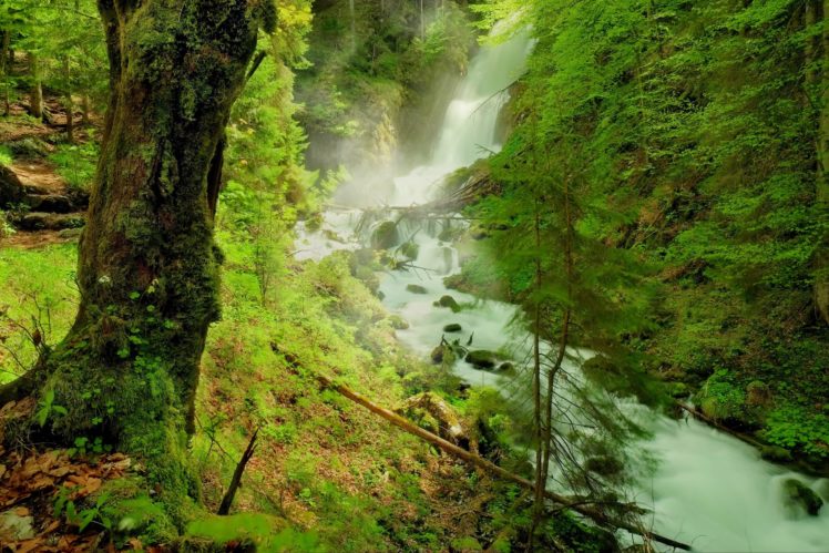 forest, River, Waterfall, Trees, Rocks, Nature HD Wallpaper Desktop Background