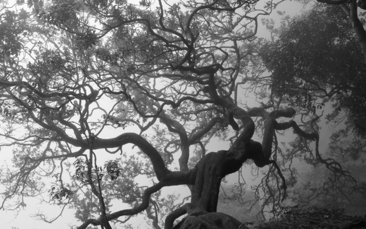 black, White, Bw, Trees, Fog, Mist, Leaves HD Wallpaper Desktop Background