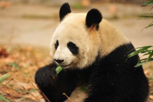 panda, Eat