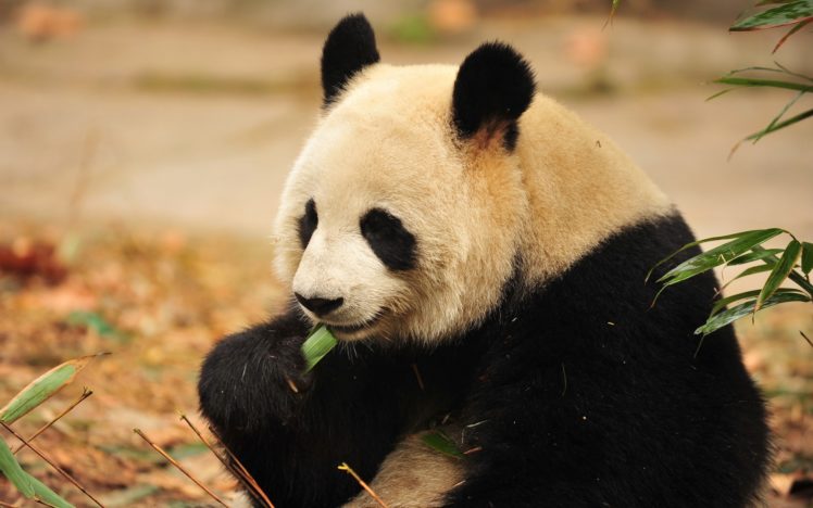 panda, Eat HD Wallpaper Desktop Background