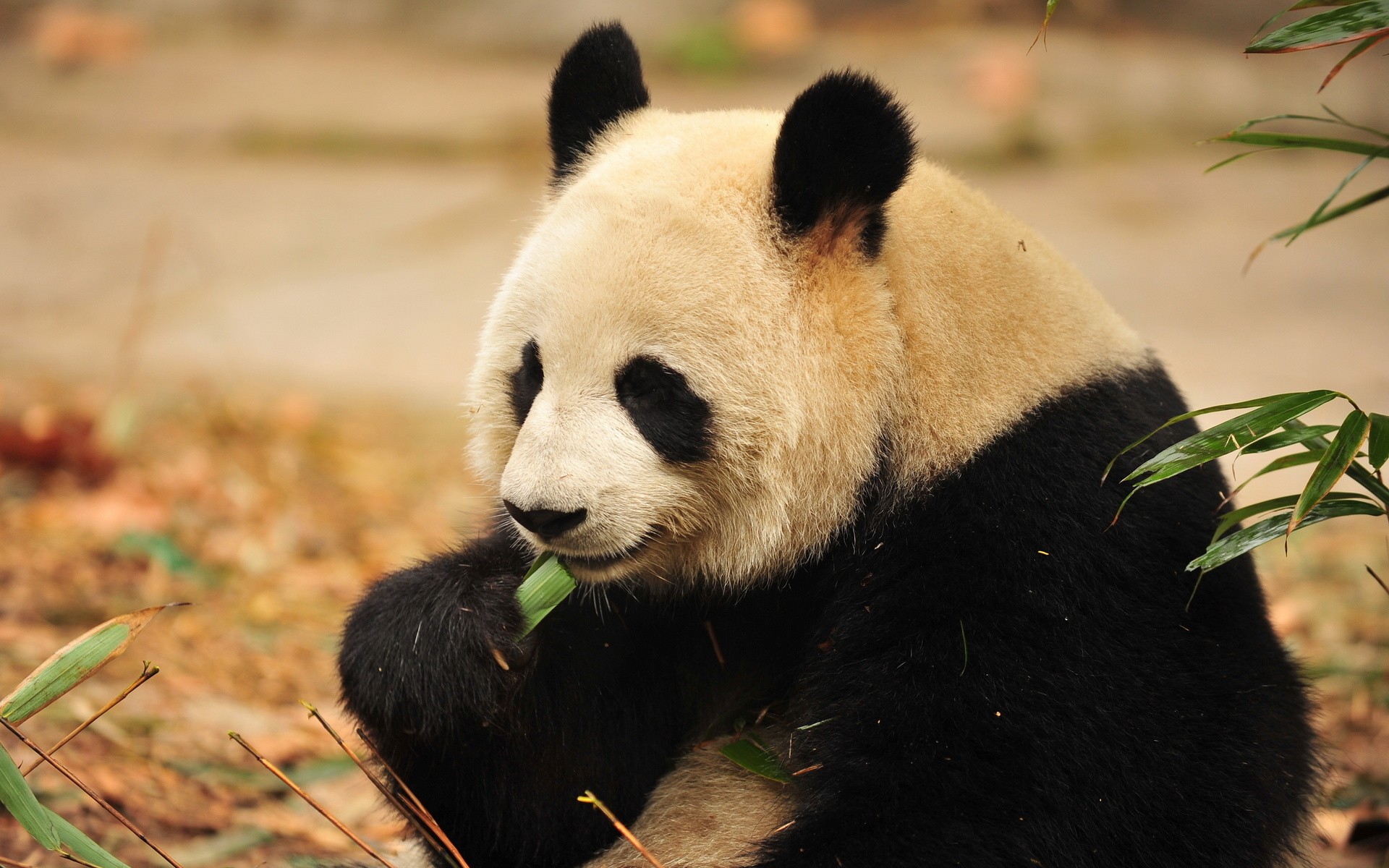 panda, Eat Wallpaper