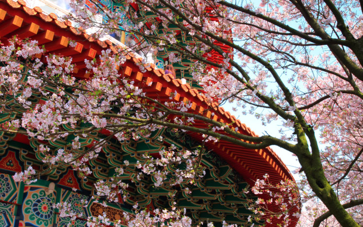 flowers, Blossoms, Asian HD Wallpaper Desktop Background