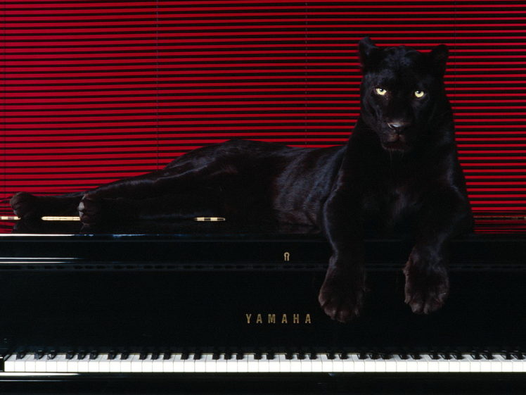 cats, Jaguar, Piano HD Wallpaper Desktop Background