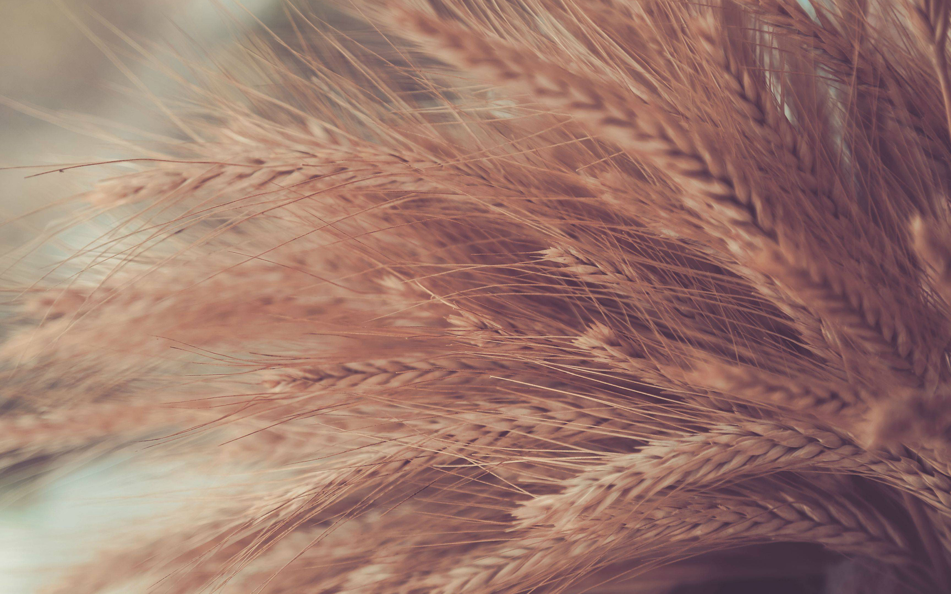 wheat, Grass Wallpaper