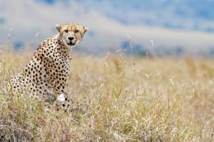 kenya, Cheetah, View, Wildlife