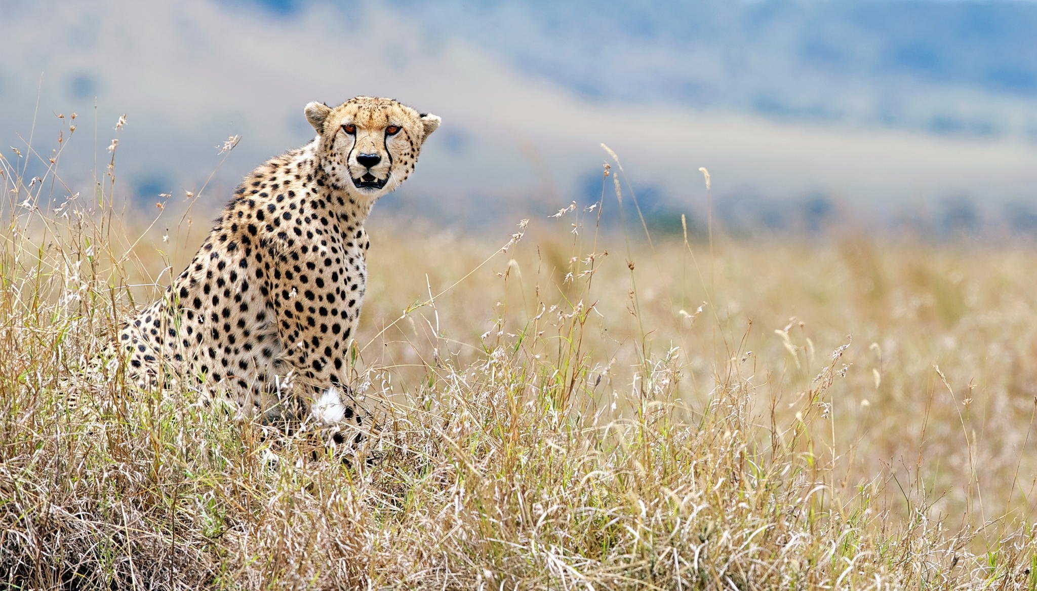 kenya, Cheetah, View, Wildlife Wallpaper