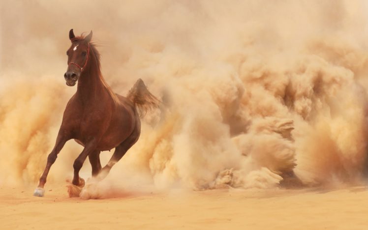 running, Horse HD Wallpaper Desktop Background