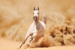 sand, Running, Horse, Dust