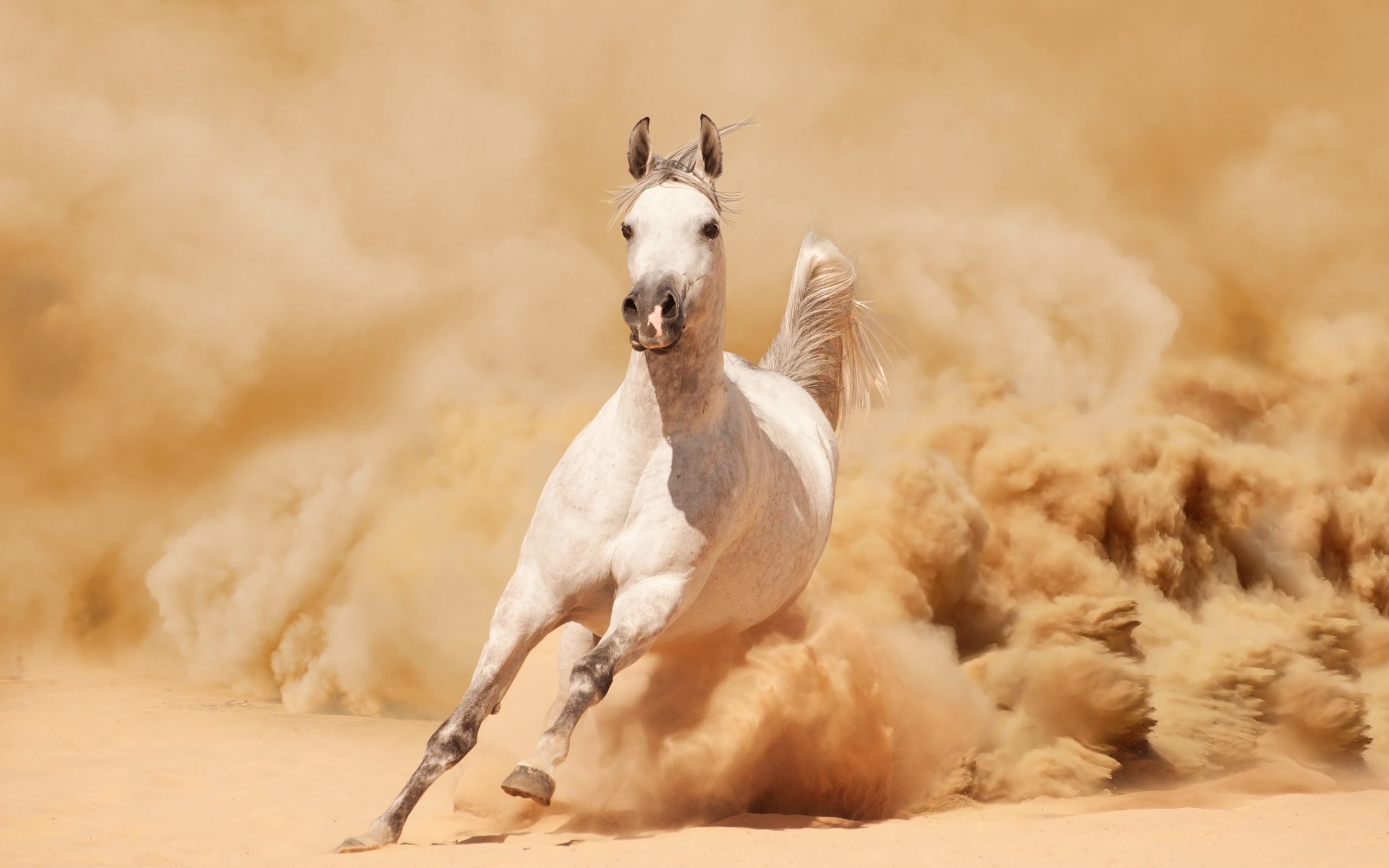sand, Running, Horse, Dust Wallpaper