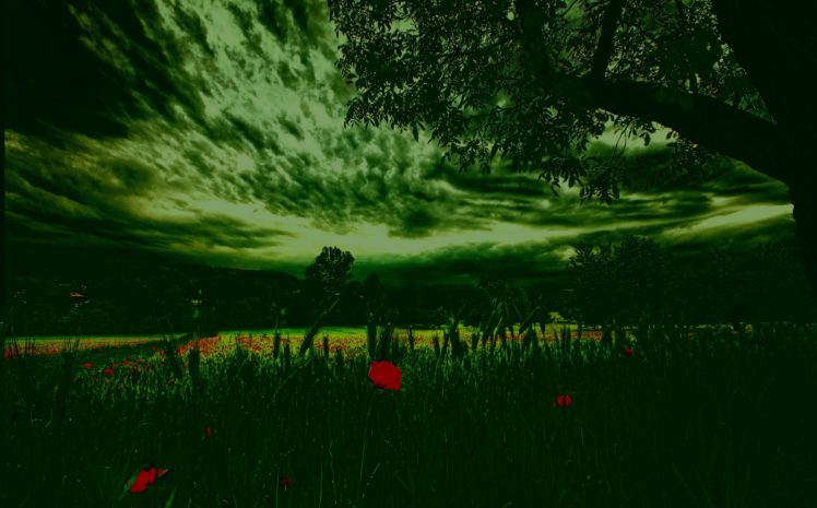 nature, Trees, Clouds, Sky, Grass, Meadow, Flowers, Poppies HD Wallpaper Desktop Background