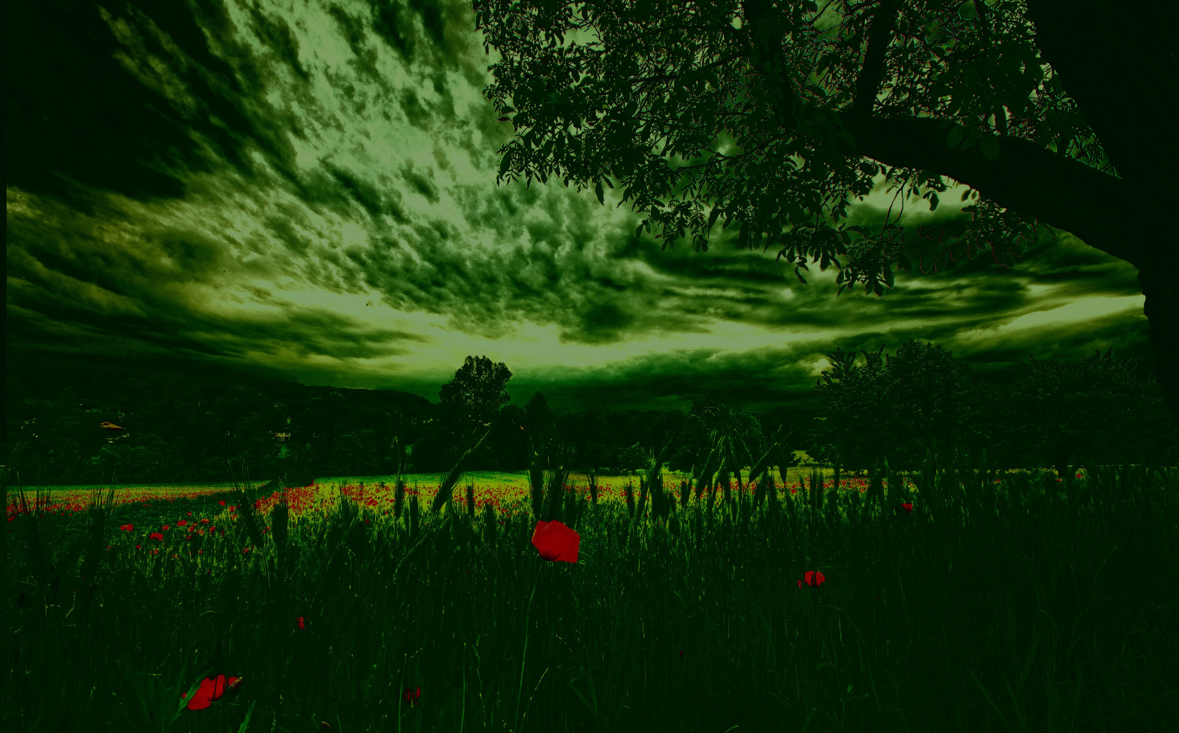 nature, Trees, Clouds, Sky, Grass, Meadow, Flowers, Poppies Wallpaper