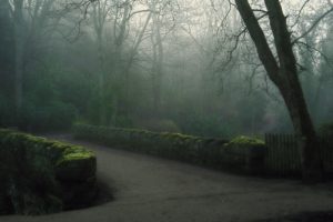 park, Fog, Bridge, Morning, Forest