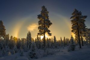 trees, Snow, Winter, Norway