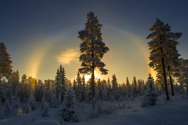 trees, Snow, Winter, Norway HD Wallpaper Desktop Background