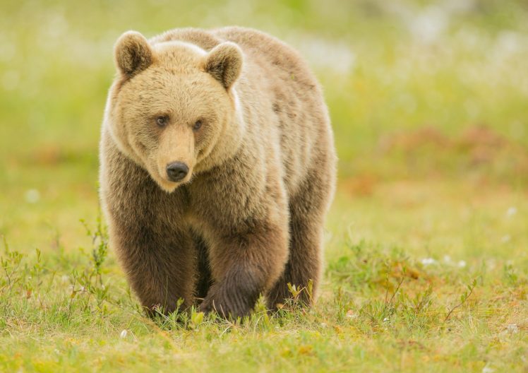 bear, Brown, Grass, Nature HD Wallpaper Desktop Background