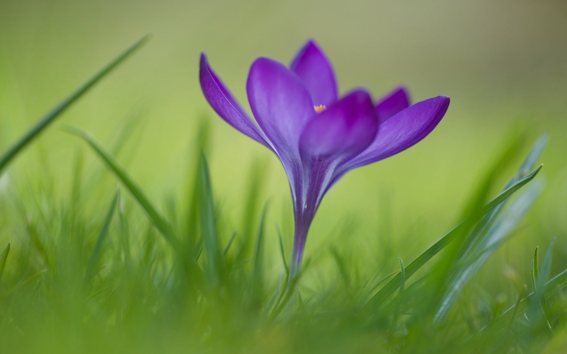 flower, Macro, Crocus, Crocus Wallpaper