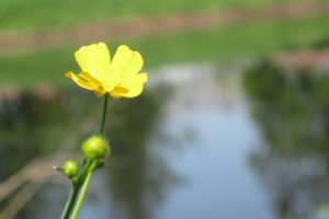 flower, Murinsky, Creek