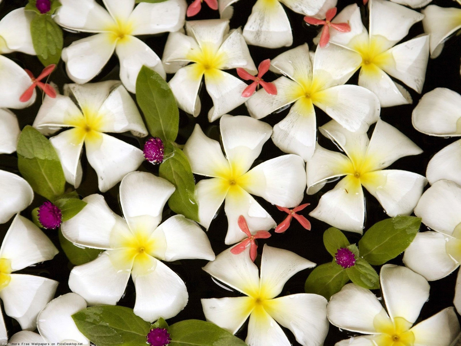 flowers, Background Wallpaper