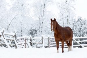 snow, Horse, Nature, Winter