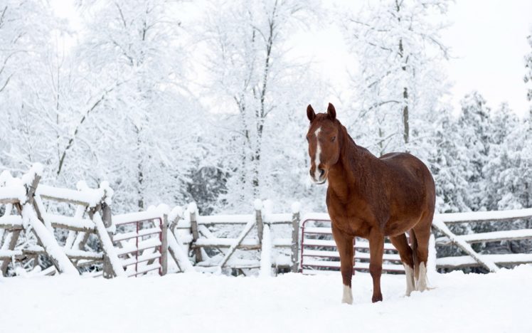 snow, Horse, Nature, Winter HD Wallpaper Desktop Background