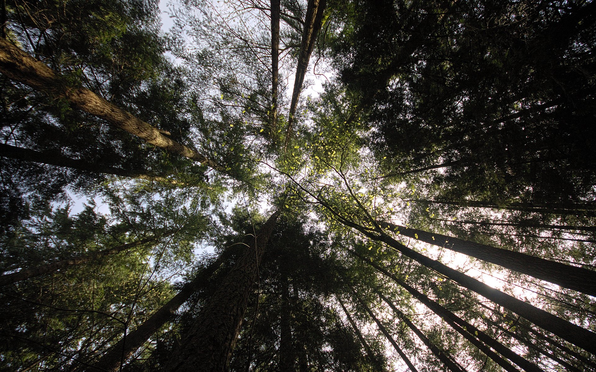 trees, Forest Wallpaper