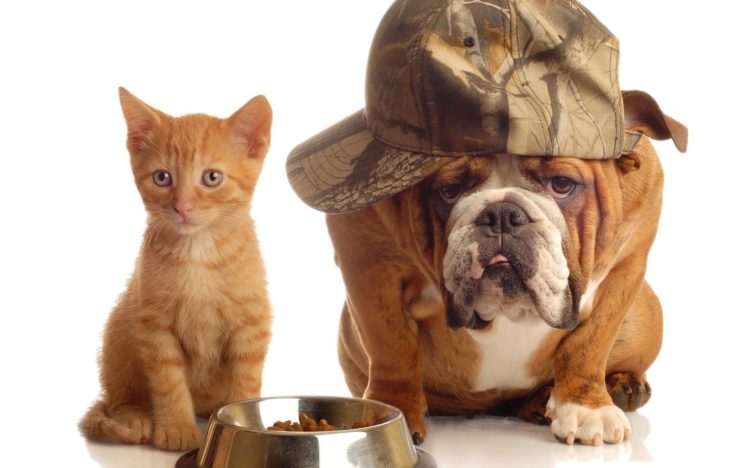 cats, Animals, Dogs, Bulldog, English, Bulldog HD Wallpaper Desktop Background