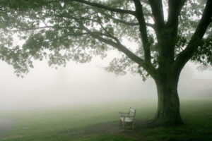 bench, Fog, Mood