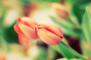 spring, Tulips
