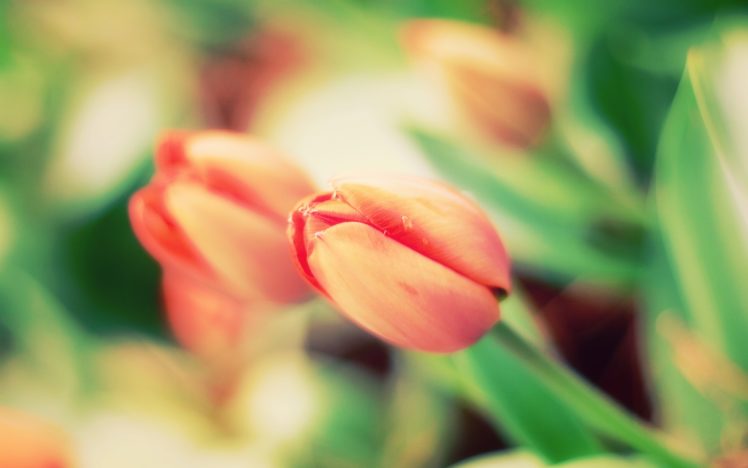 spring, Tulips HD Wallpaper Desktop Background