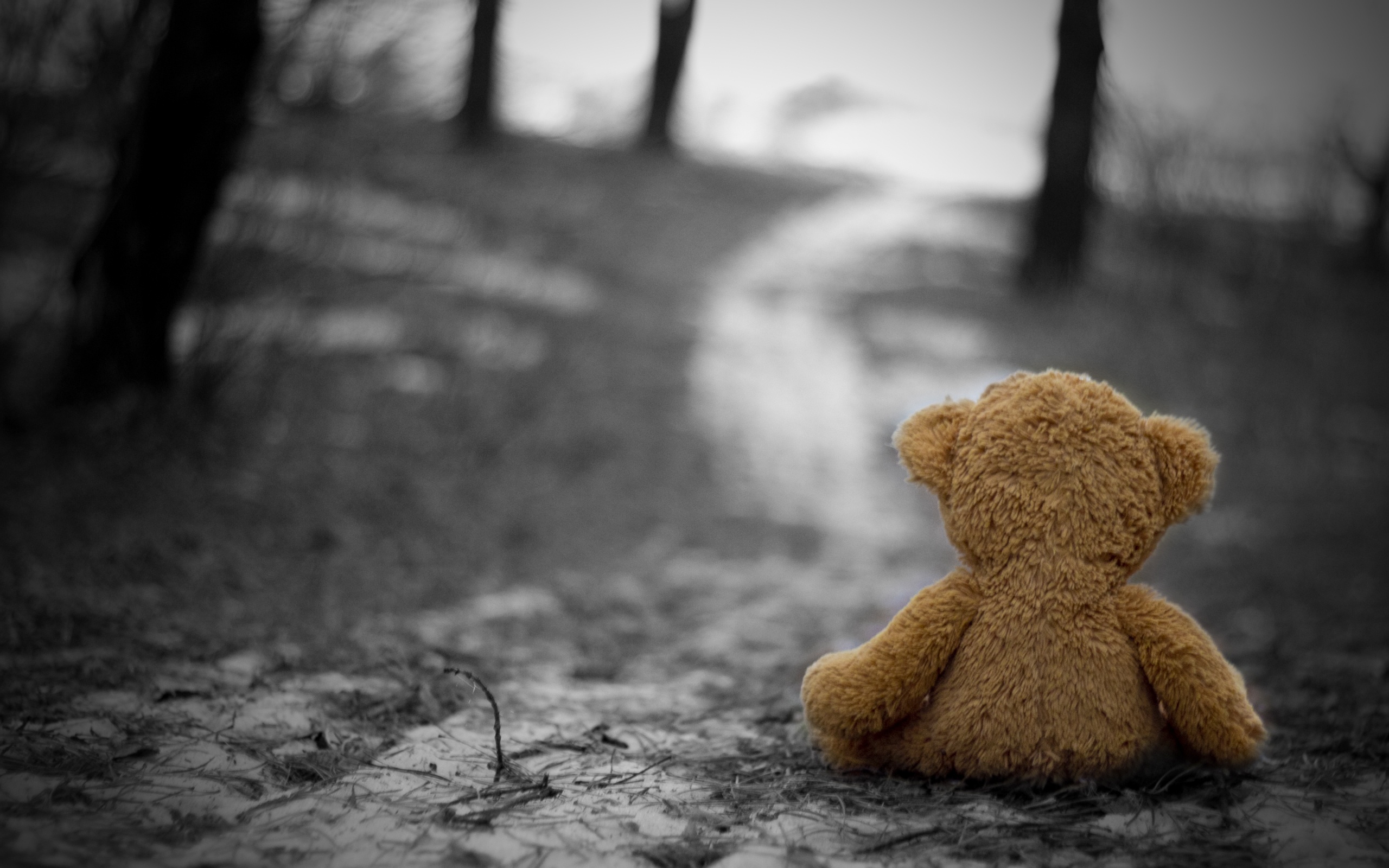 teddy, Bear, In, The, Wood Wallpaper
