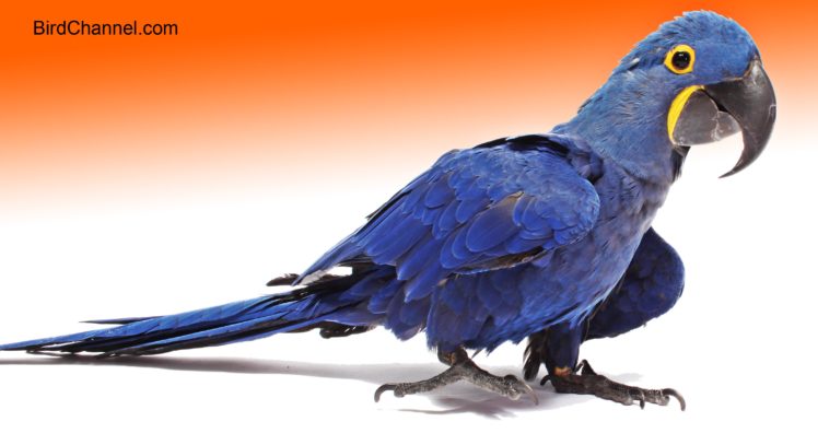 macaw, Parrot, Bird, Tropical,  1 HD Wallpaper Desktop Background