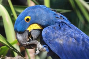 macaw, Parrot, Bird, Tropical,  2