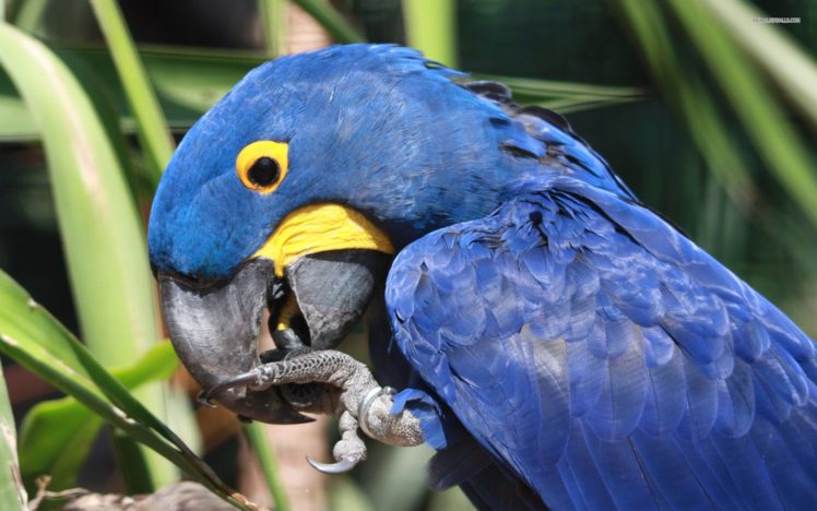 macaw, Parrot, Bird, Tropical,  2 HD Wallpaper Desktop Background