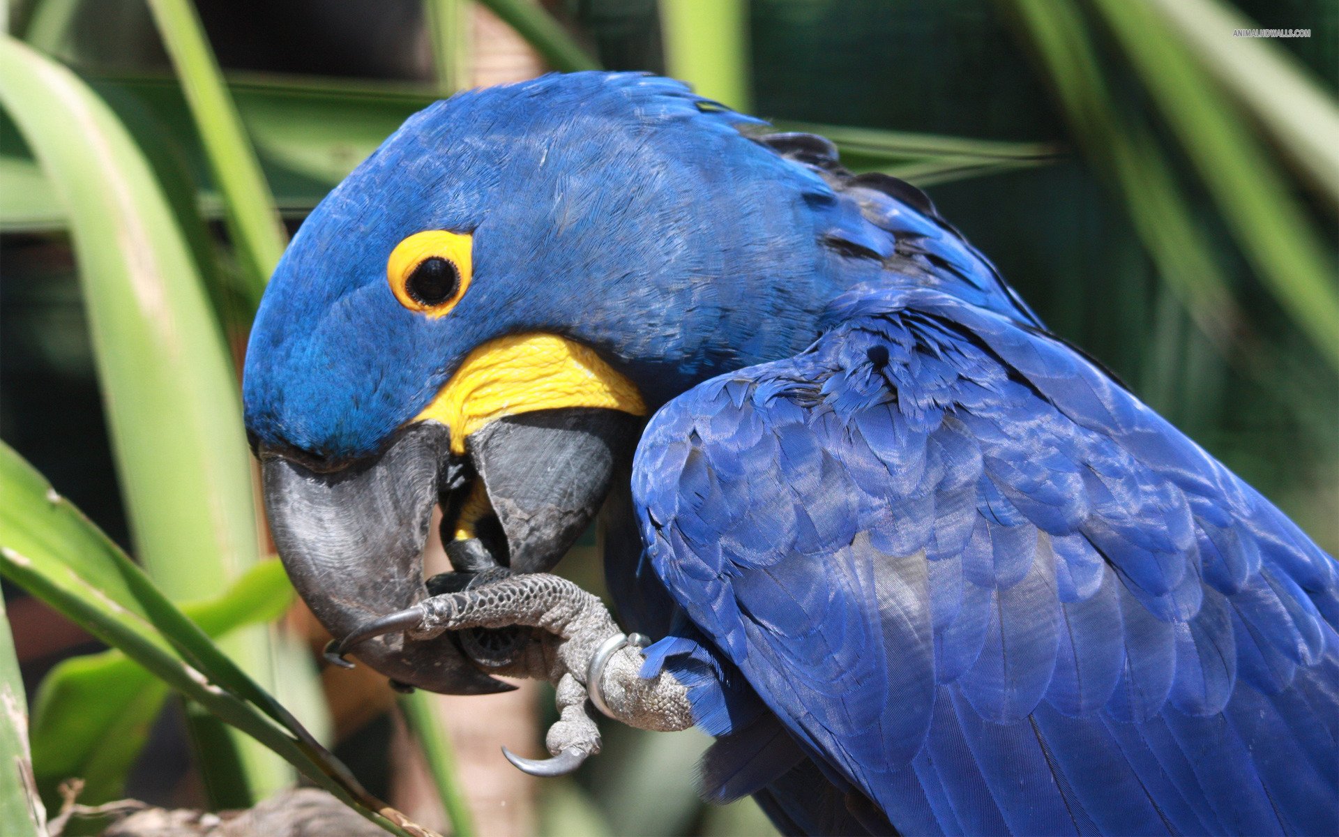 macaw, Parrot, Bird, Tropical,  2 Wallpaper