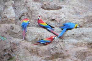 macaw, Parrot, Bird, Tropical,  4