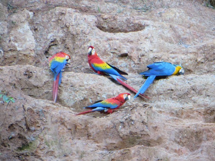 macaw, Parrot, Bird, Tropical,  4 HD Wallpaper Desktop Background