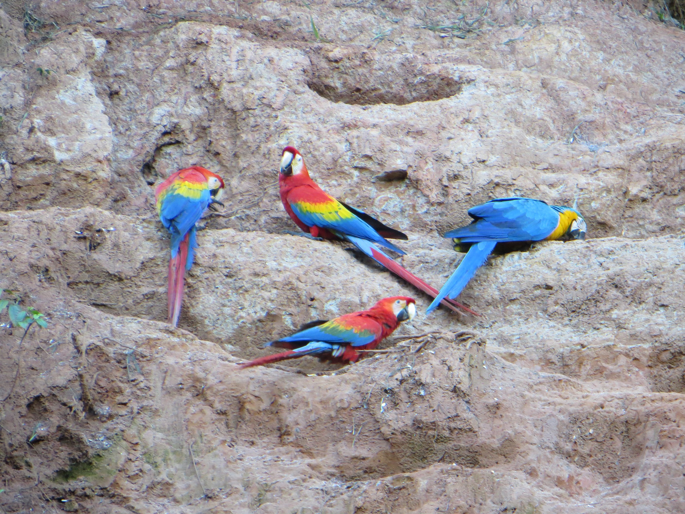 macaw, Parrot, Bird, Tropical,  4 Wallpaper