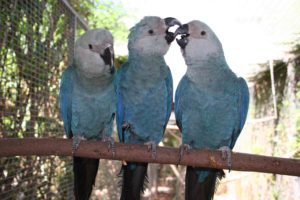 macaw, Parrot, Bird, Tropical,  6