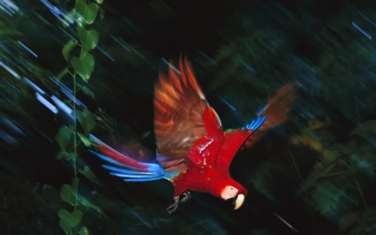macaw, Parrot, Bird, Tropical,  8 HD Wallpaper Desktop Background