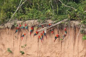 macaw, Parrot, Bird, Tropical,  5 , Jpg