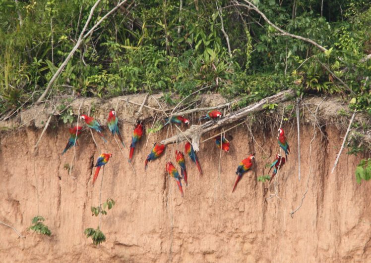 macaw, Parrot, Bird, Tropical,  5 , Jpg HD Wallpaper Desktop Background