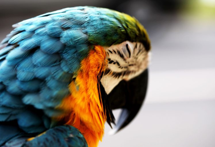 macaw, Parrot, Bird, Tropical,  11 HD Wallpaper Desktop Background