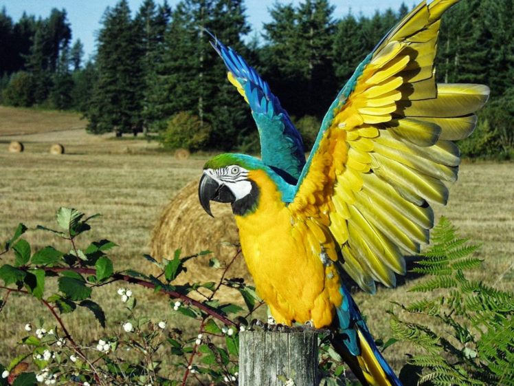 macaw, Parrot, Bird, Tropical,  13 HD Wallpaper Desktop Background