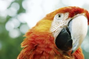 macaw, Parrot, Bird, Tropical,  16